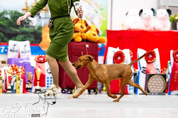 NALEKS TREASURE FLATEY_3